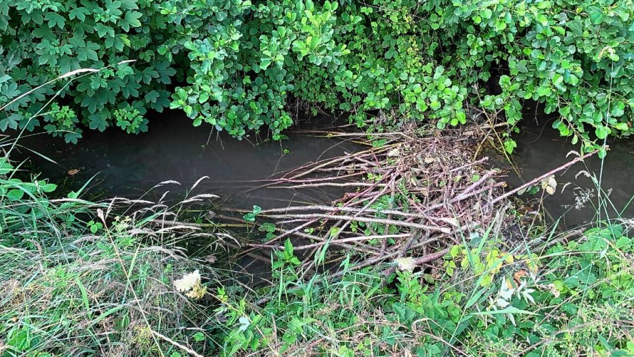 Vor der Übersiedelung hat die Biberfamilie in diesem Kleingewässer neben der A10 ihre Dämme errichtet.  Vor der Übersiedelung hat die Biberfamilie in diesem Kleingewässer neben der A10 ihre Dämme errichtet.
