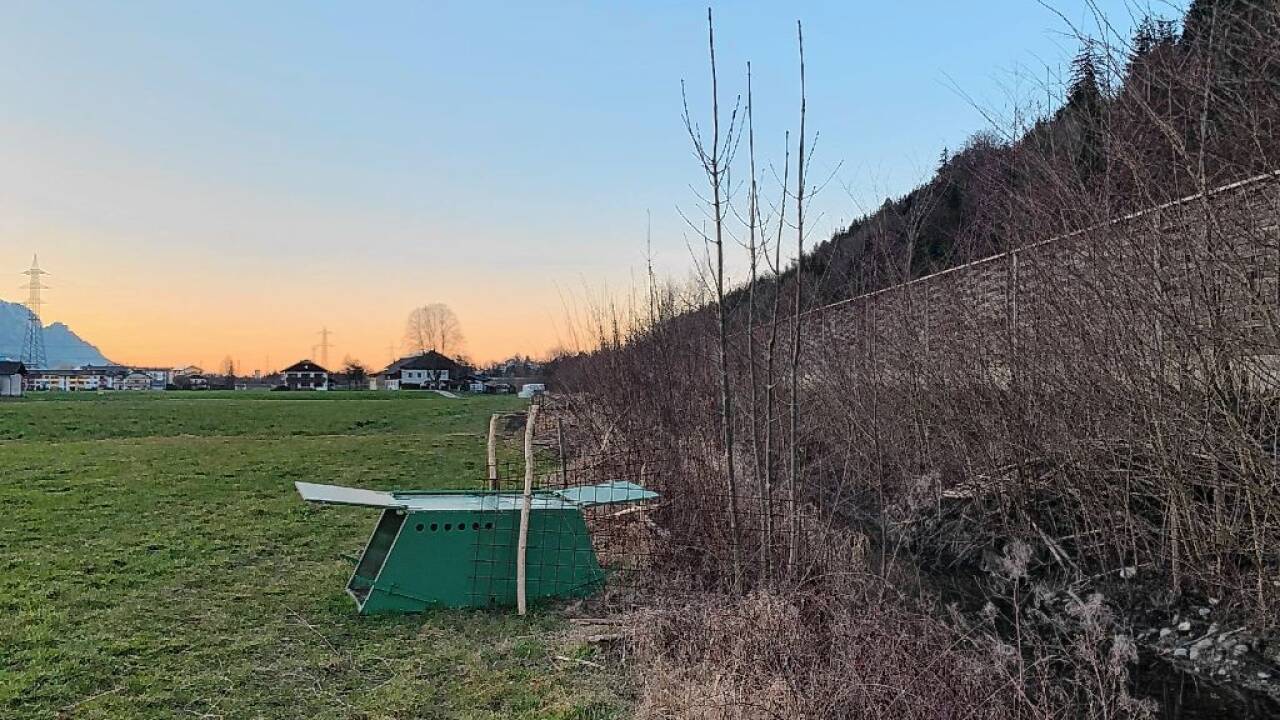 Die Tiere wurden von der Salzburger Jägerschaft aus dem Konfliktrevier weggebracht.  Die Tiere wurden von der Salzburger Jägerschaft aus dem Konfliktrevier weggebracht.