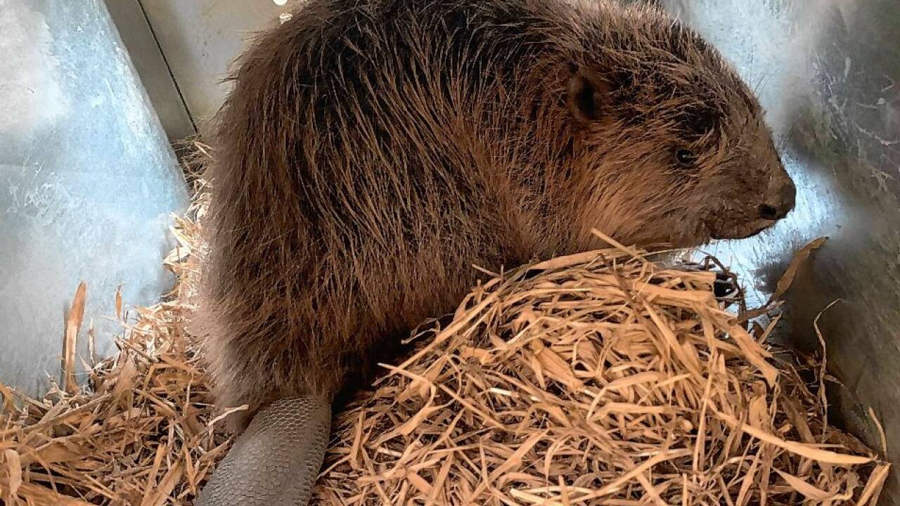 In einem Tiertransporter wurden die Biber nach Portugal gefahren.  In einem Tiertransporter wurden die Biber nach Portugal gefahren.