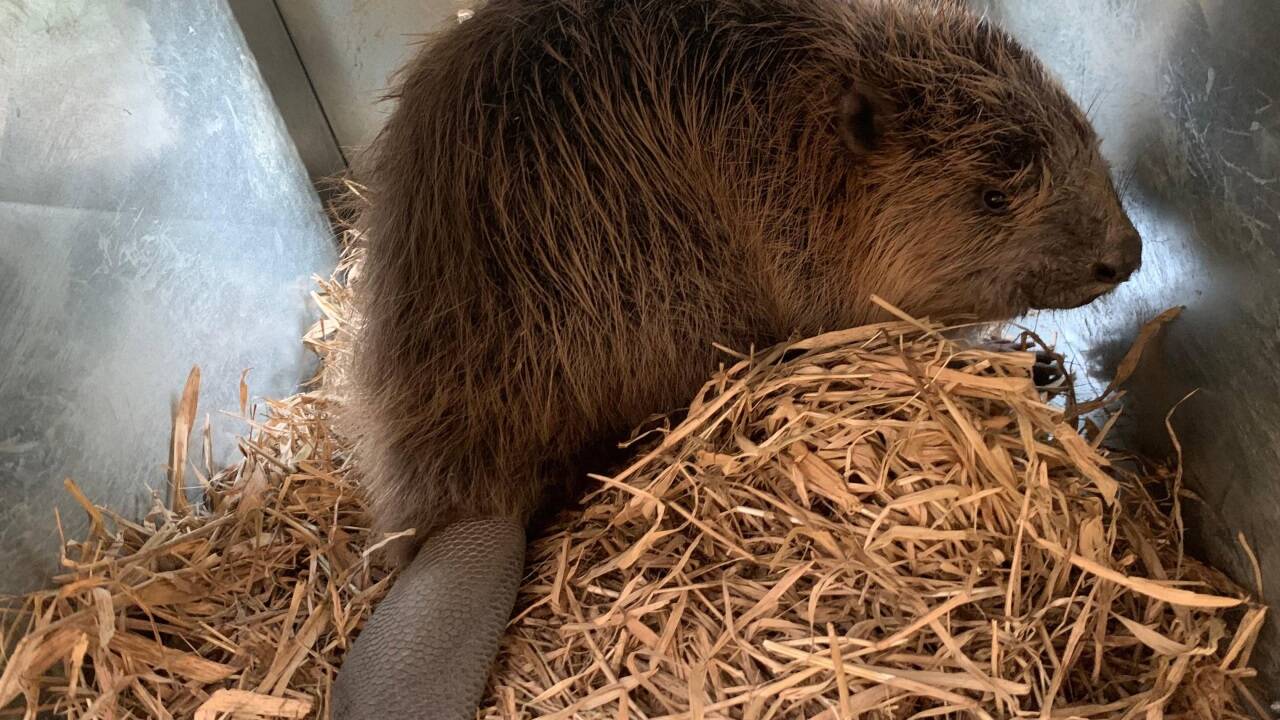 Das ist einer jener acht Salzburger Biber, die aus dem Tennengau in den Norden Portugals übersiedelt sind.  Das ist einer jener acht Salzburger Biber, die aus dem Tennengau in den Norden Portugals übersiedelt sind.