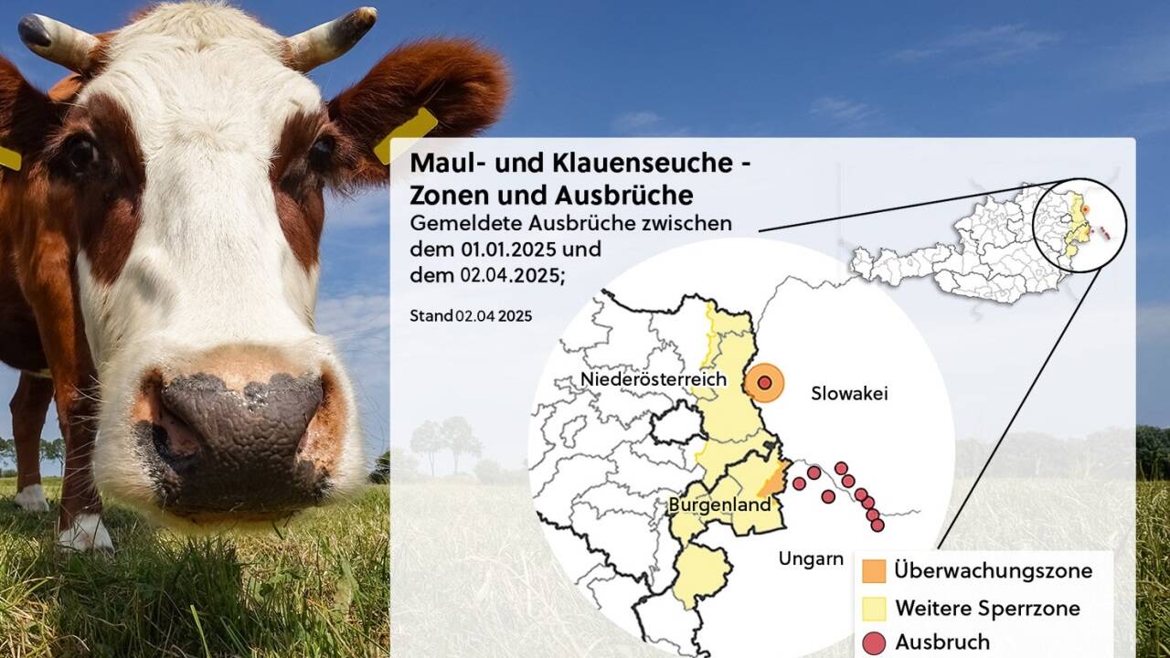 Laut den Daten der Ages sind bereits mehrere Bezirke in Niederösterreich und im Burgenland Teil der kleineren Überwachungs- bzw. der größeren Sperrzone.  