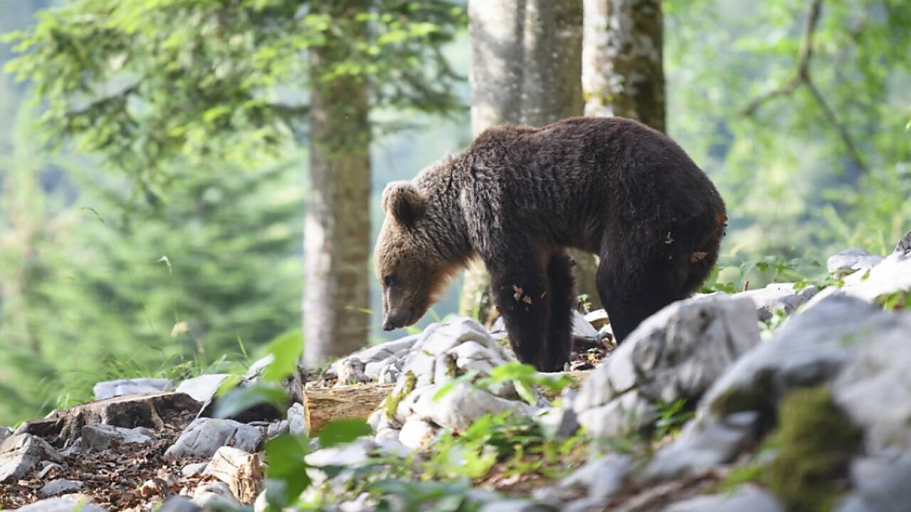 Nach mehreren Angriffen auf Menschen 