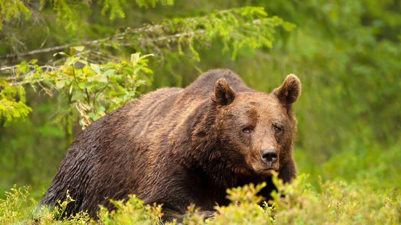 Etwa 1200 Braunbären leben derzeit in der Slowakei, 350 von ihnen sollen abgeschossen werden. Etwa 1200 Braunbären leben derzeit in der Slowakei, 350 von ihnen sollen abgeschossen werden.