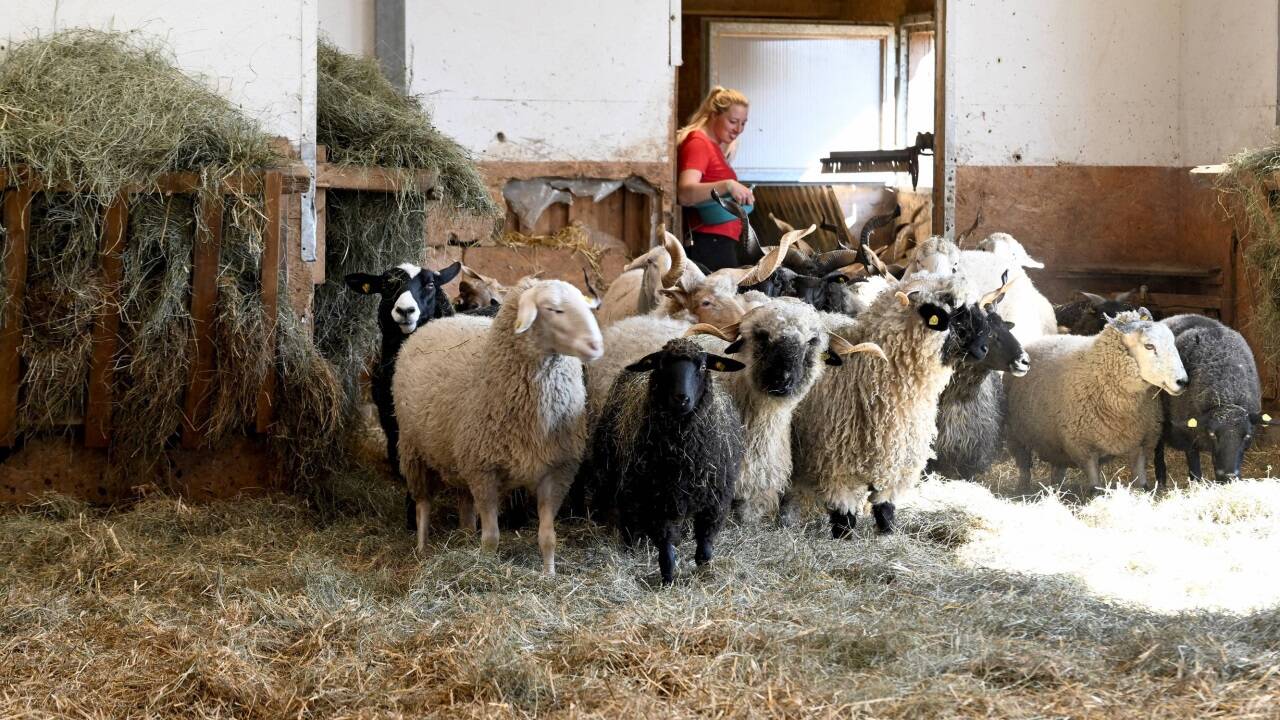 Auf Gut Aiderbichl in Henndorf hat man am Freitagnachmittag erste Maßnahmen getroffen. 180 Paarhufer werden vorsichtshalber übersiedelt. 