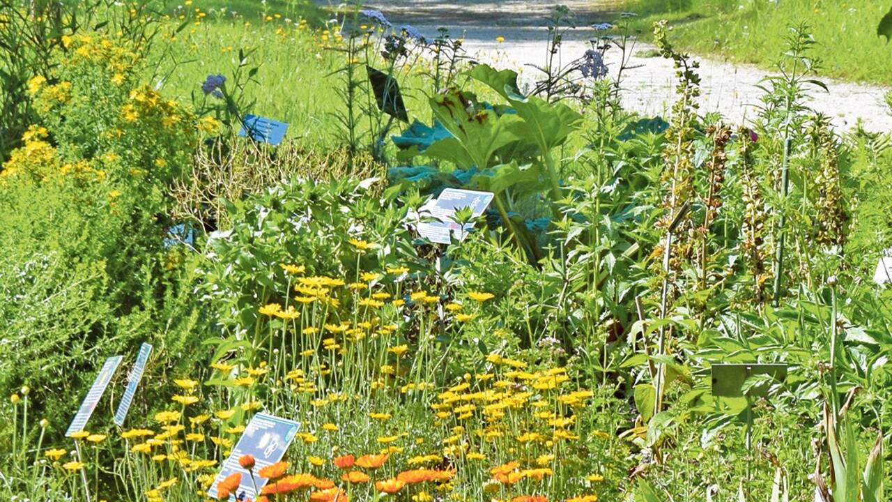Lehrreicher Ort zum Flanieren: der Botanische Garten am NAWI-Gelände. 