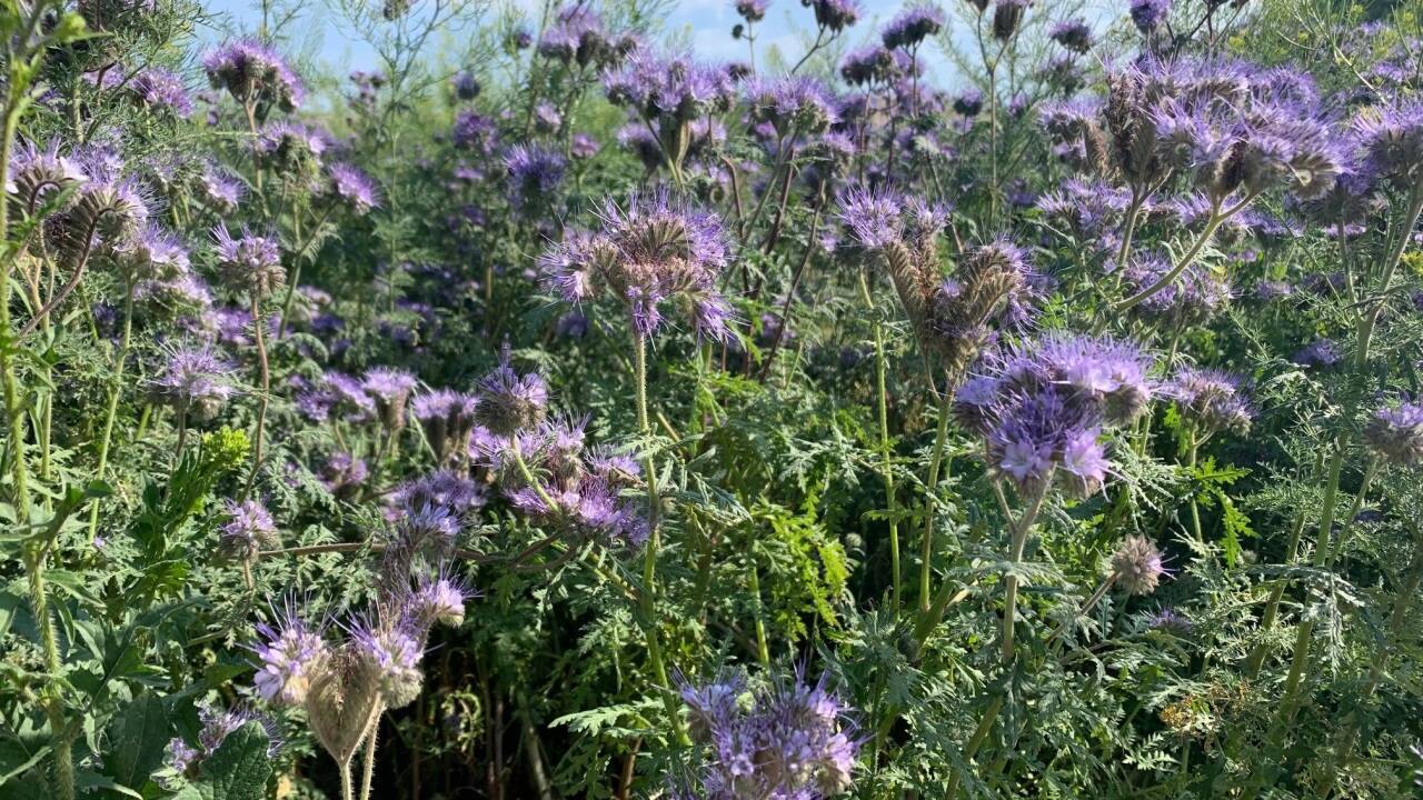 Wie ein Garten naturnah wird (Archivbild). 