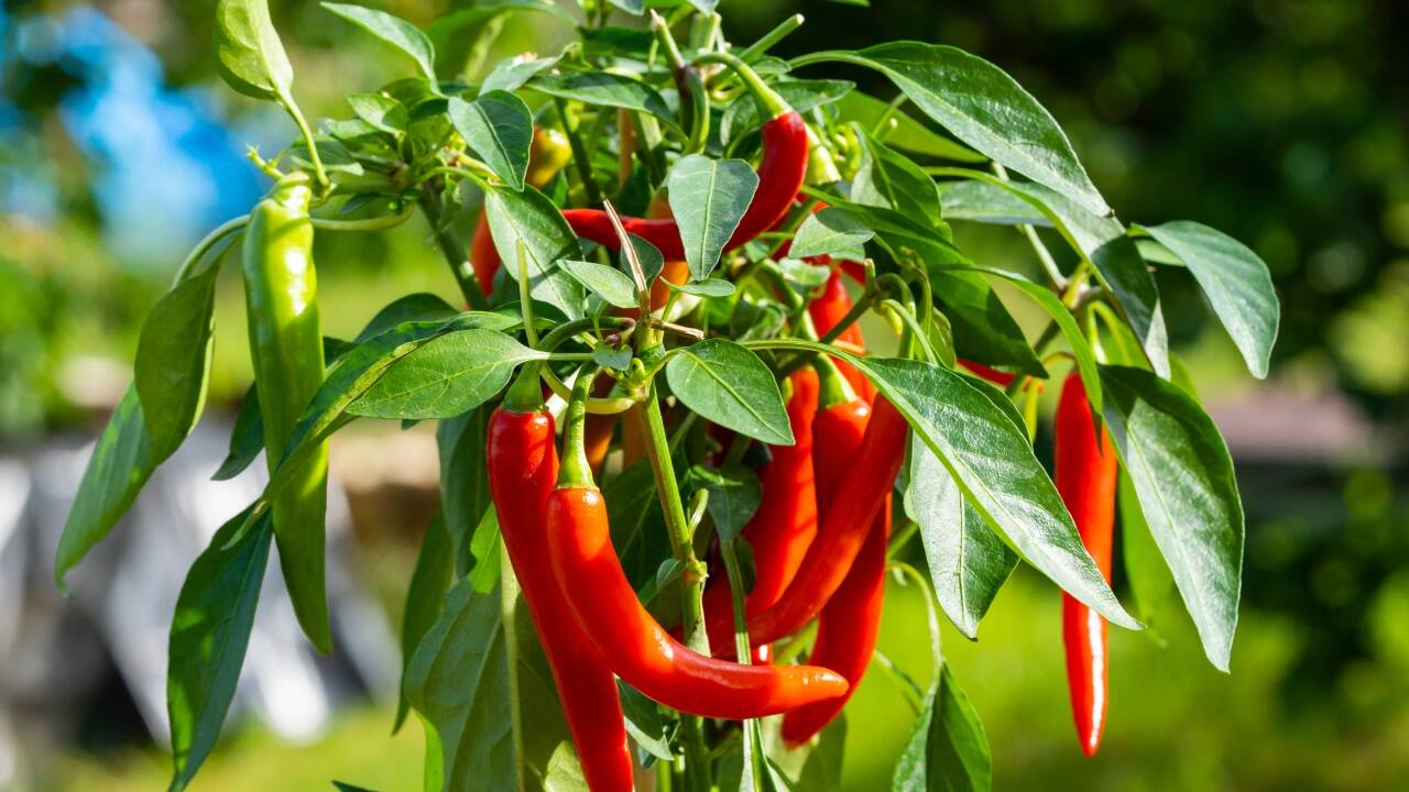 Heiß begehrt: Beim Chili-Tausch geht es auch darum, den gewünschten Schärfegrad zu erhalten.  