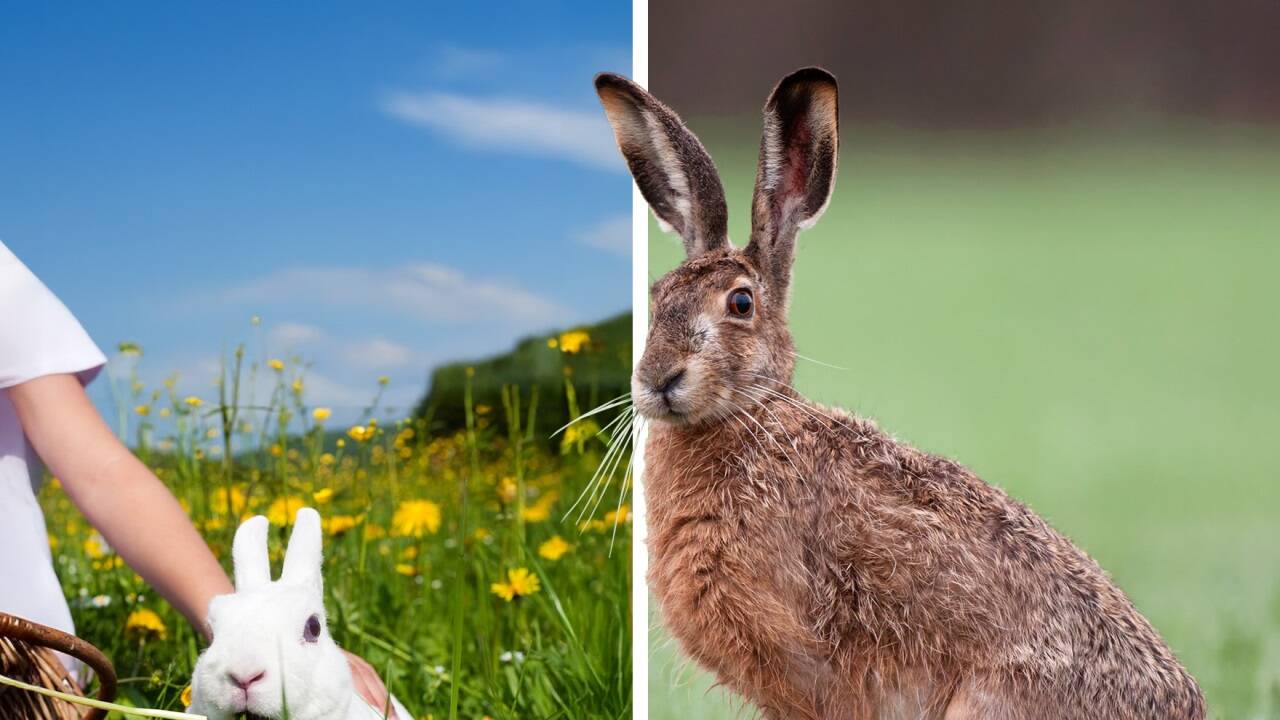 Ostern ist heuer genau die Zeit für ersten frischen Löwenzahn.  