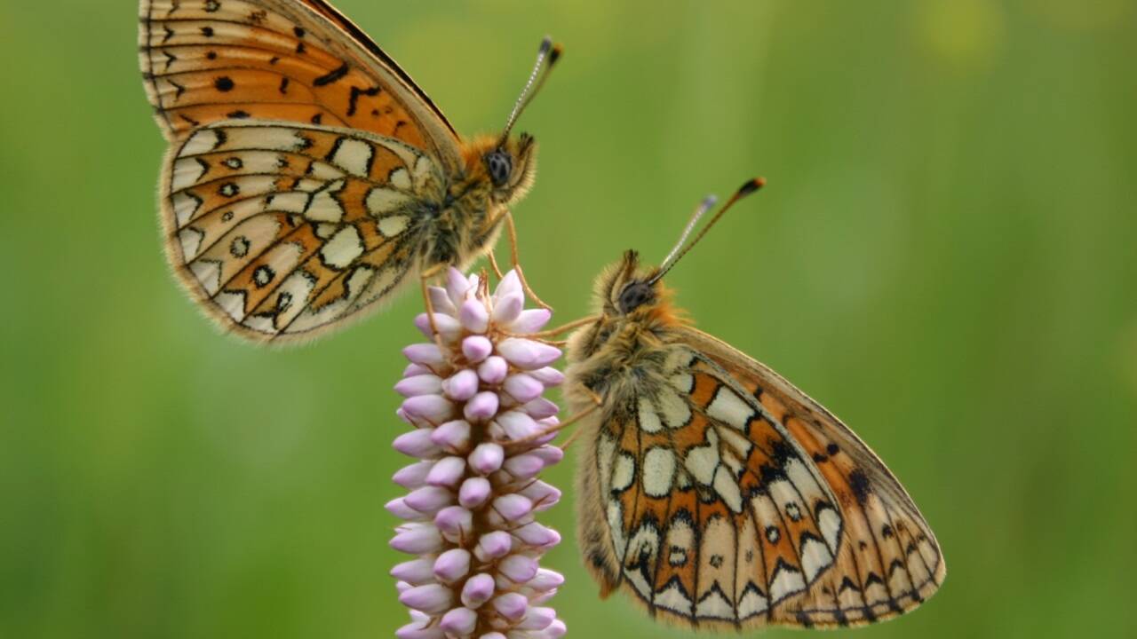 Der Randring-Perlmuttfalter (Boloria eunomia) ist in den tieferen Lagen im Land Salzburg fast vollständig ausgestorben. 