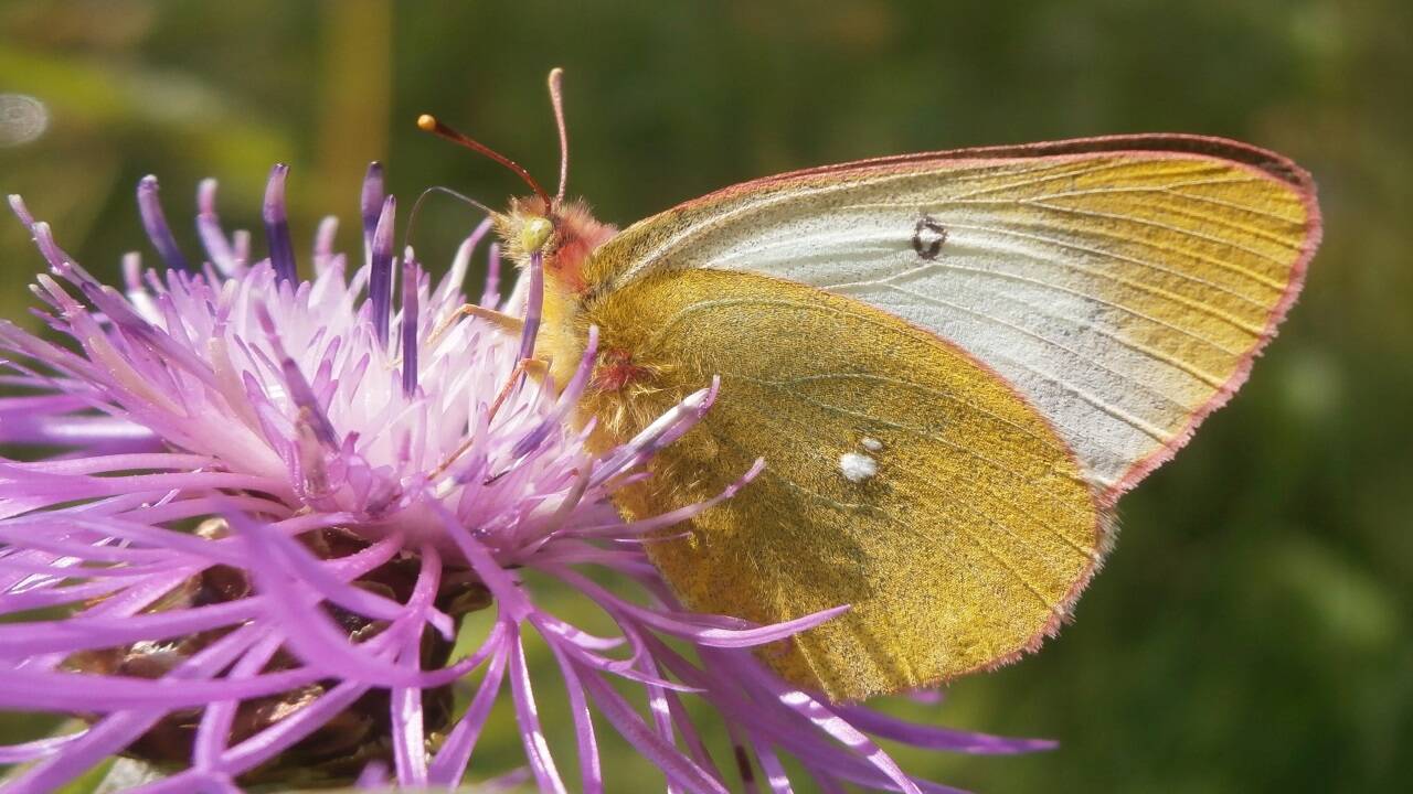 Dieses Foto zeigt einen Hochmoor-Gelbling. Das ist eine Schmetterlingsart, die in Salzburg bereits als ausgestorben gilt. Dieses Foto zeigt einen Hochmoor-Gelbling. Das ist eine Schmetterlingsart, die in Salzburg bereits als ausgestorben gilt.