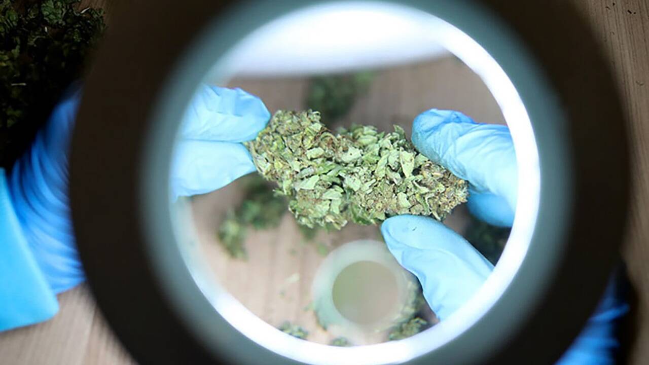 Das steirische Unternehmen Hanfama produziert bereits seit Jahren CBD-Blüten. Das steirische Unternehmen Hanfama produziert bereits seit Jahren CBD-Blüten.