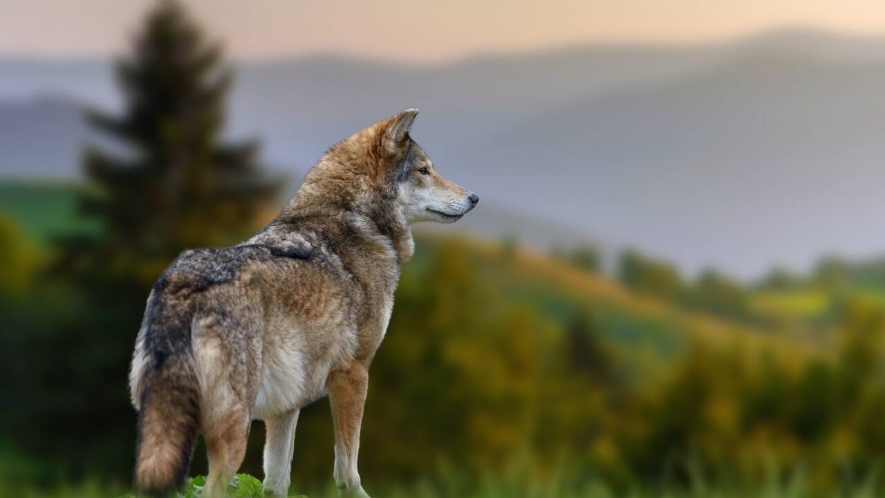 Etwa 100 Wölfe wurden im Vorjahr in Österreich nachgewiesen. In unseren Nachbarländern sind die Populationen viel größer: In Deutschland gibt es etwa 2000, in Italien 3000, in der Schweiz 600 bis 800 Wölfe. Etwa 100 Wölfe wurden im Vorjahr in Österreich nachgewiesen. In unseren Nachbarländern sind die Populationen viel größer: In Deutschland gibt es etwa 2000, in Italien 3000, in der Schweiz 600 bis 800 Wölfe.