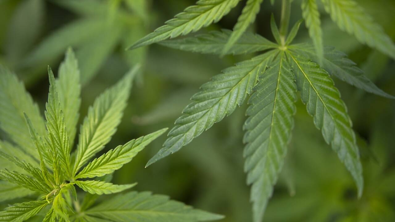 Laut einem Gutachten hält das Verbot für den Verkauf von Cannabisblüten in CBD-Shops nicht. 
