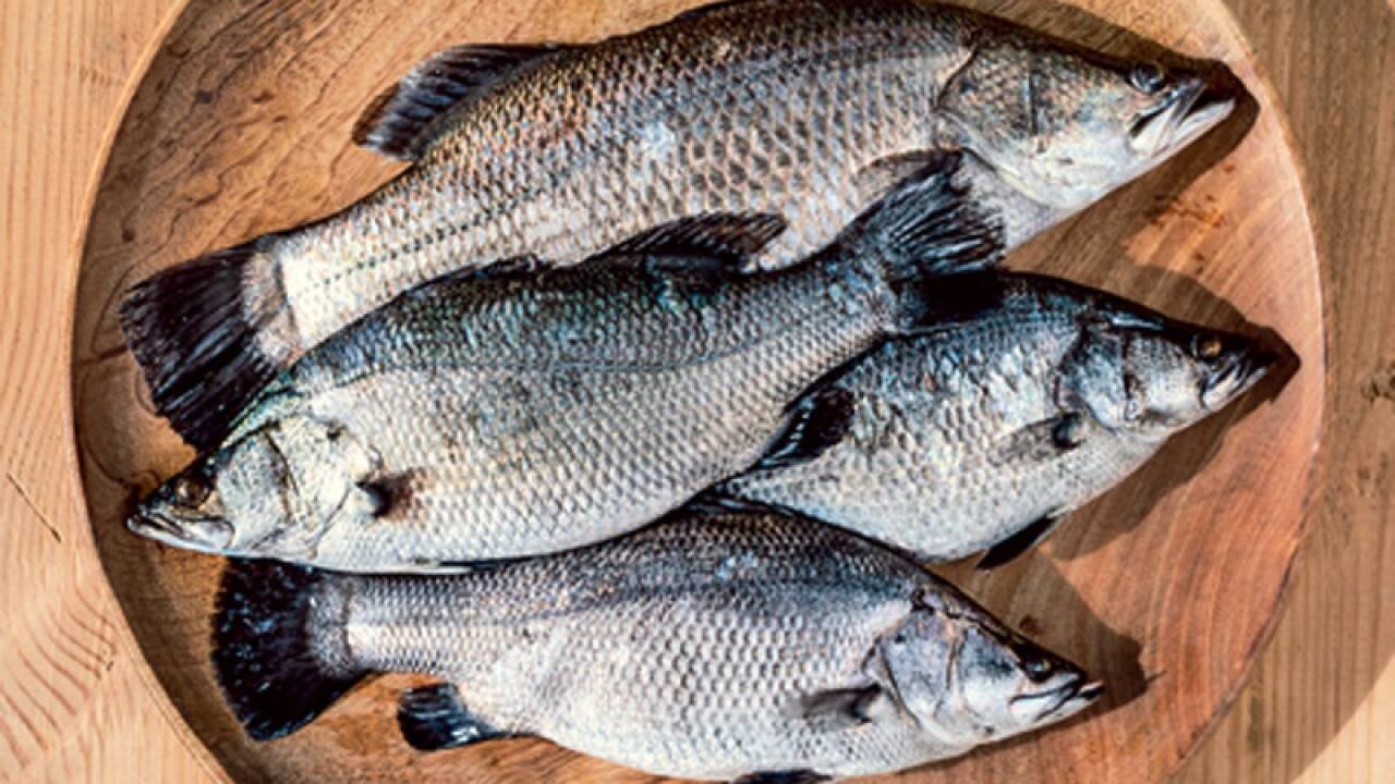 Die Fische leben in großen Salzwasserbecken frei von Belastungen. 