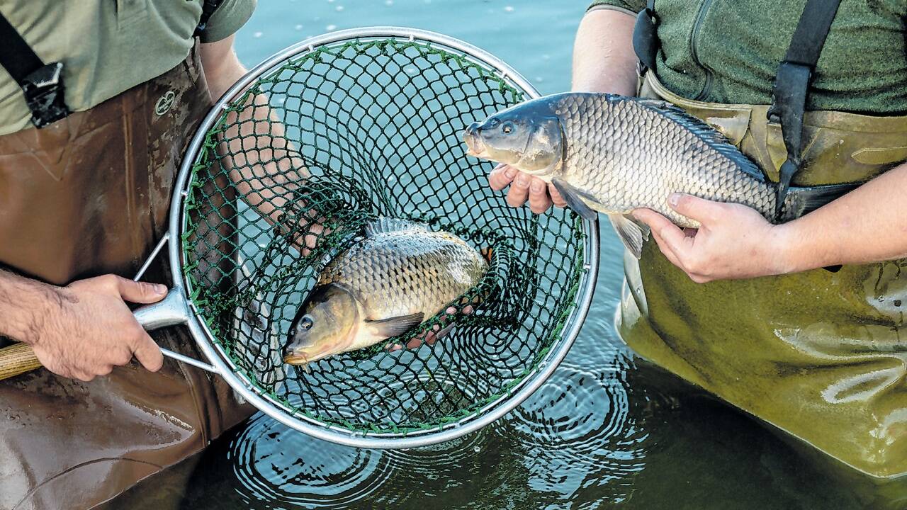 Im Oktober beginnt die Fischernte und an einigen Waldviertler Seen finden traditionelle Abfischfeste statt. 