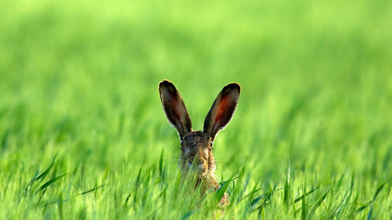 Der Osterhase zeigt sich in Österreich nicht nur als beliebter Eierlieferant, sondern auch als Katalysator für den Immobilienmarkt. Der Osterhase zeigt sich in Österreich nicht nur als beliebter Eierlieferant, sondern auch als Katalysator für den Immobilienmarkt.