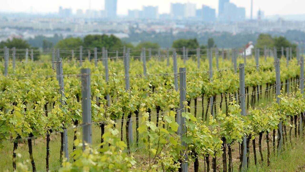 Hohe Konzentrationen im Wein 