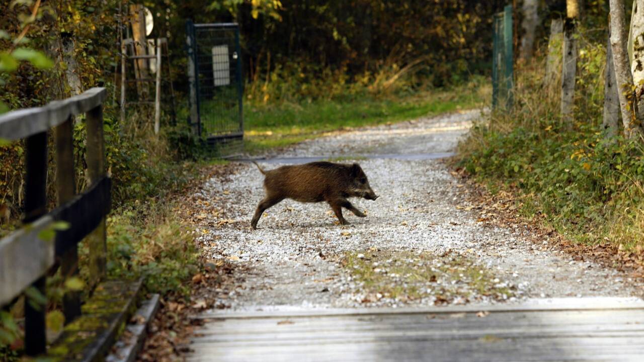 Ein Wildschwein in der Antheringer Au. 
