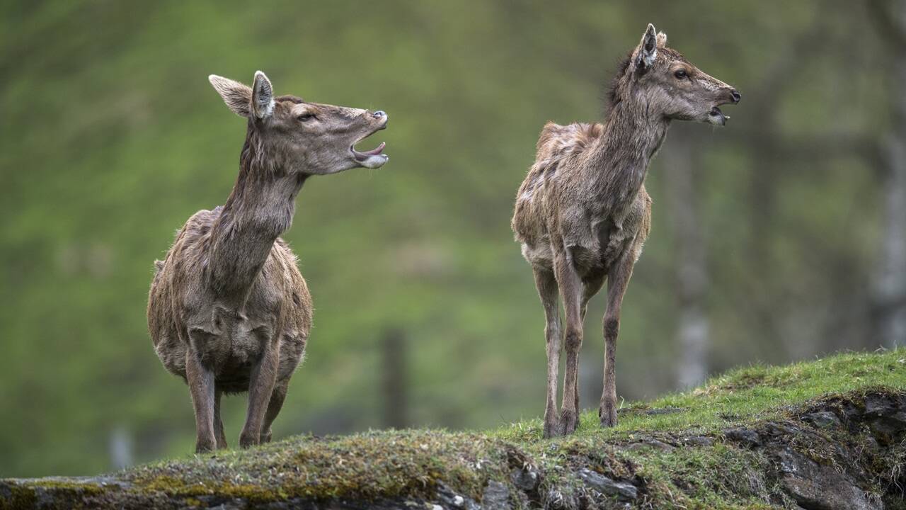 Abenteuerliche Tage warten im Wild- & Erlebnispark Ferleiten, eingebettet in die atemberaubende Landschaft des Nationalparks Hohe Tauern. 