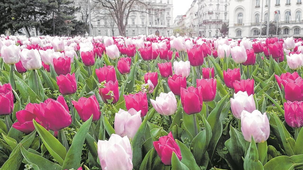 Frühlingsluft in Wien 