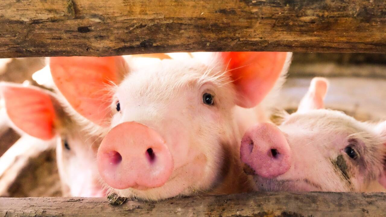 Glückliche Schweine haben ihren Preis.  