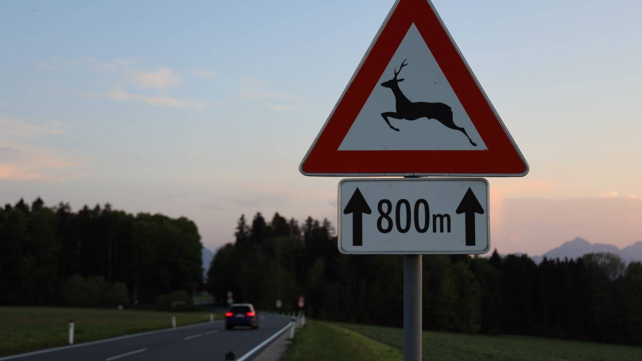 Bei den milden Frühlingstemperaturen streifen Wildtiere wieder vermehrt durch die Lande.  