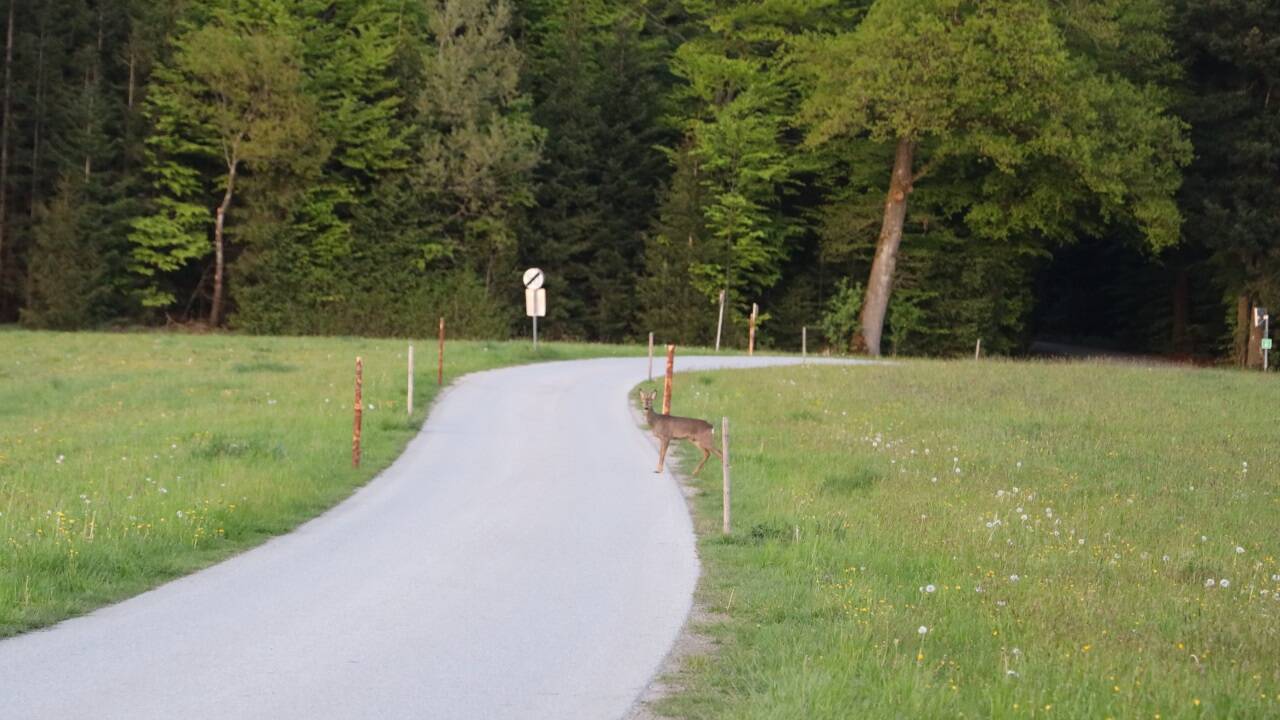 Ein Reh beim Wechsel der Straßenseite. 