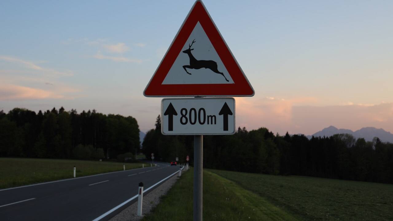 Achtung Wildwechsel. 