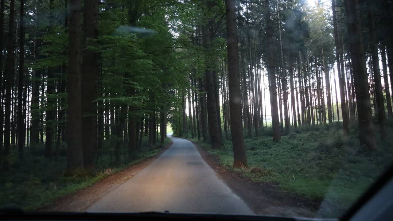 Fahrt durch ein dunkles Waldstück. Hier ist Vorsicht geboten. 