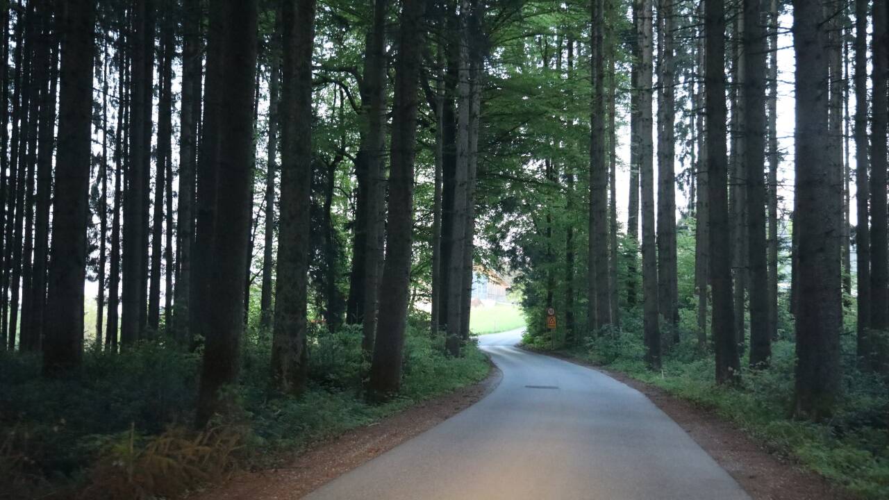 Fahrt durch ein dunkles Waldstück. Hier ist Vorsicht geboten. 