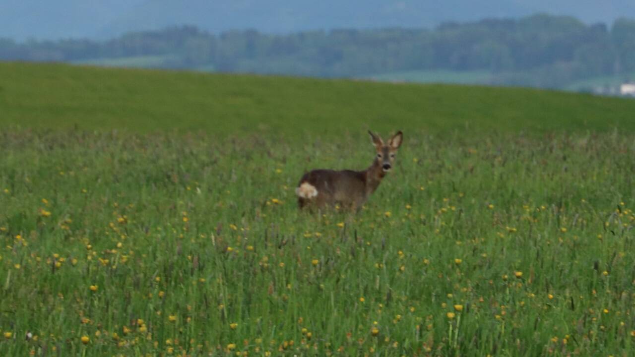 Ein Reh in Seekirchen. 