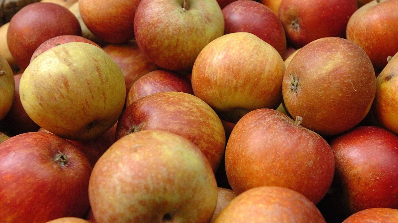 Verena Olschnögger aus Mittersill lieferte mit ihrer Masterarbeit entscheidende Ideen zur Umsetzung des Bramberger Apfeltrestermehls. 