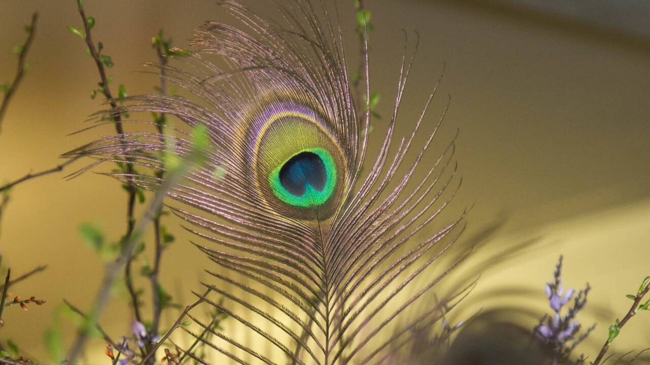 Die Kunstgärtnerei Doll ist zum 19. Mal für den Blumenschmuck des Opernballs verantwortlich.  