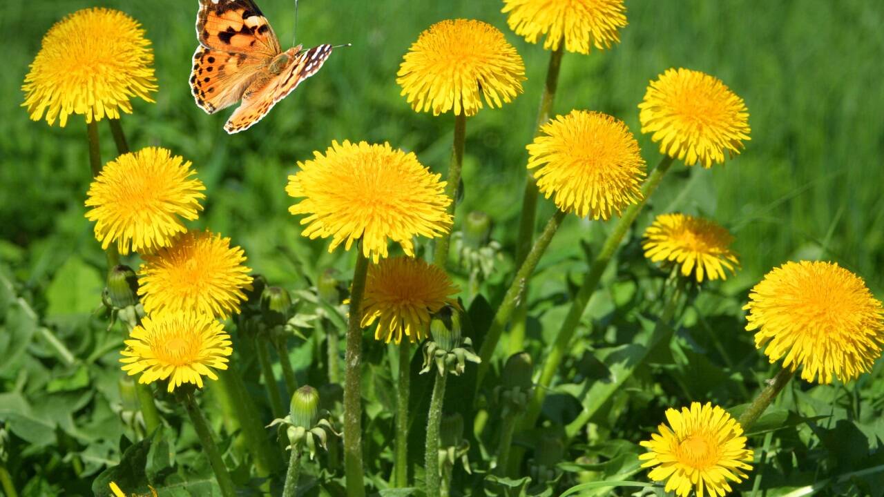 Löwenzahn kann man essen, die wenigsten tun es aber. Löwenzahn kann man essen, die wenigsten tun es aber.