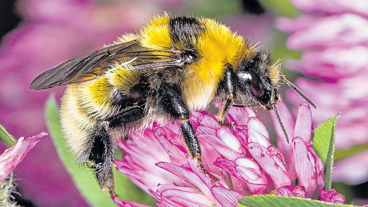 Die extrem seltene Deichhummel, Bombus distinguendus, gehört zu den Offenlandarten. Sie konnte in Österreich in den letzten Jahrzehnten nur vereinzelt beobachtet werden. 