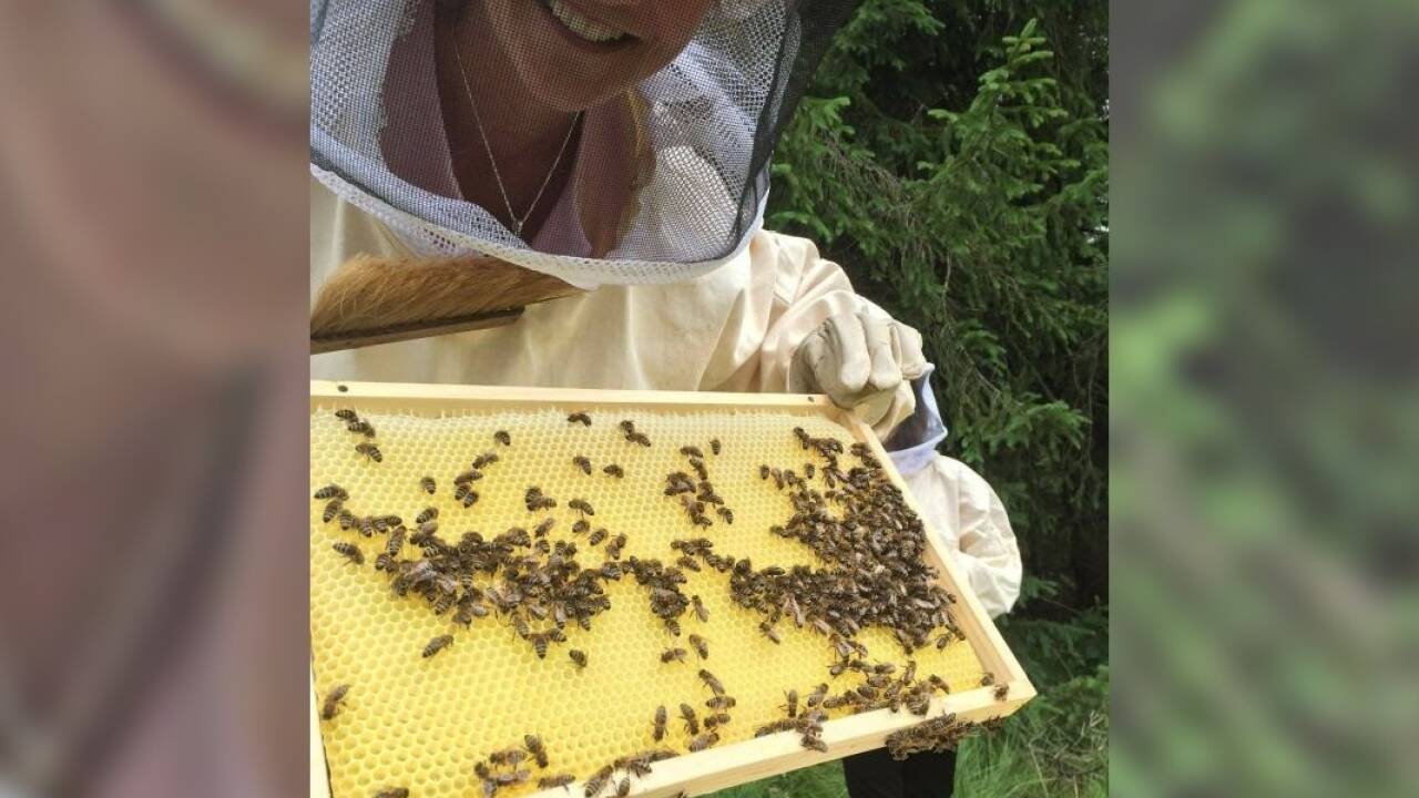 Obfrau und Imkerin Julia Hasenrader arbeitet am Kunstschwarm. 
