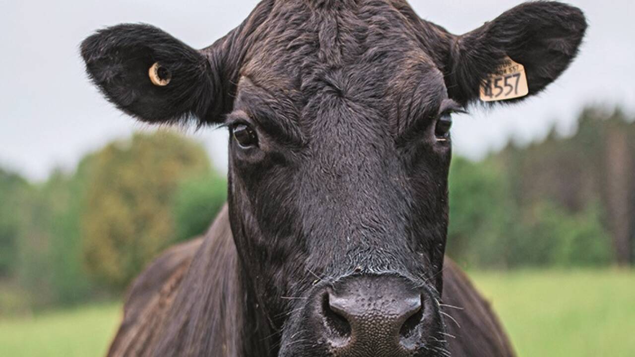 Walkners Lieferanten sind spezialisiert auf Wagyu-Kreuzungen und Angus-Rind.  