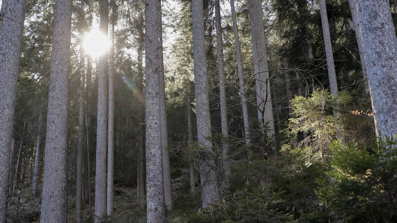 Bäume sind polygam, wie eine neue Studie aus der Schweiz zeigt.  