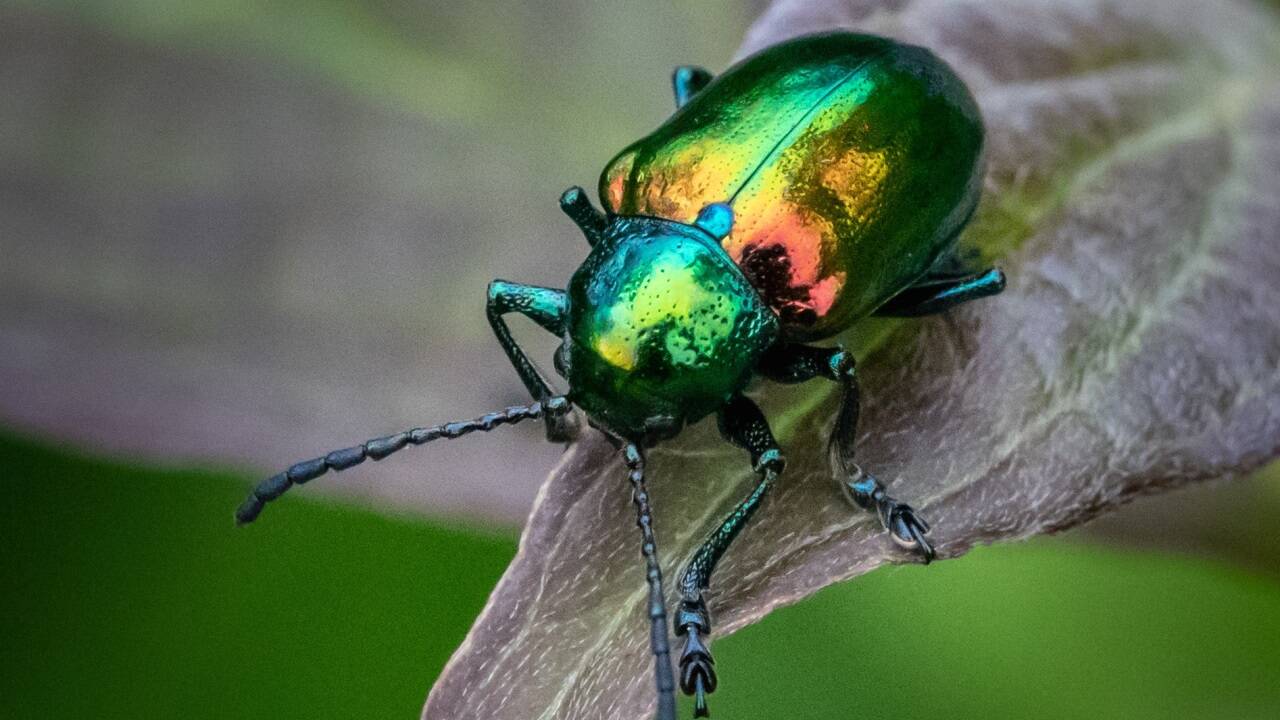 Zwei besonders schöne Exemplare aus der Welt der Coleoptera: der Goldkäfer und ... 