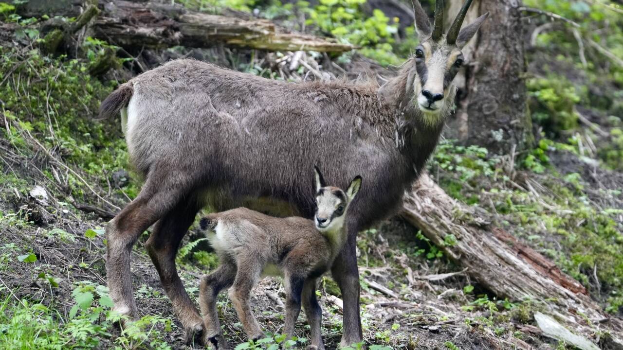 Abenteuerliche Tage warten im Wild- & Erlebnispark Ferleiten, eingebettet in die atemberaubende Landschaft des Nationalparks Hohe Tauern. 