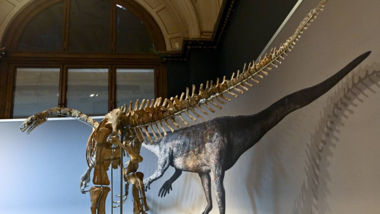 Die Schwanzwirbelsäule des Dinos im NHM ist besonders gut erhalten 