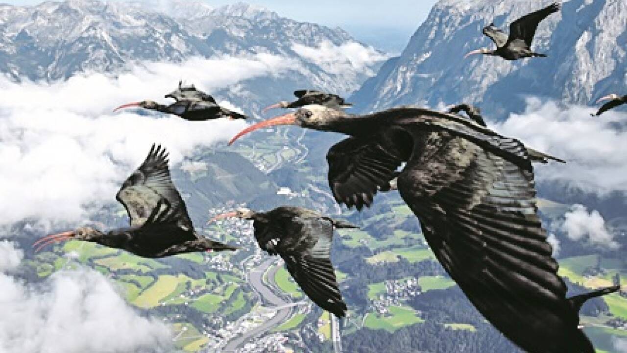 Beim ersten Flug über die Alpen fotografierte Ziehmutter Corinna Esterer „ihre Waldis“, die ihr im Leichtfluggerät folgten. 