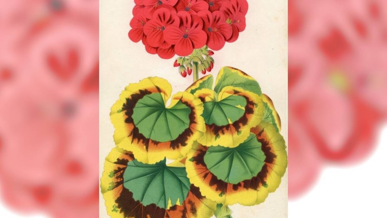 Als die exotischen Pflanzen für das Bürgertum erschwinglich wurden: „Pelargonium achievement“, Werbeillustration von Horto van Houtteano.  