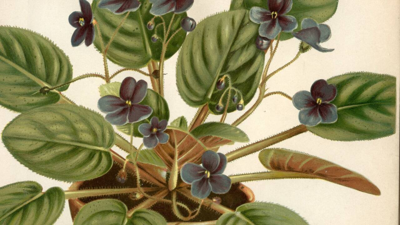 Usambaraveilchen (Saintpaulia jonatha)<br />Aus: Gartenflora, 1893 