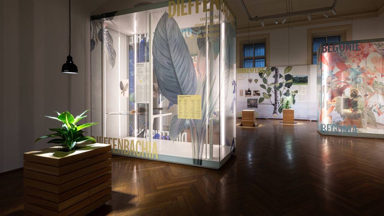 Ausstellungsansicht „Kolonialismus am Fensterbrett“ 