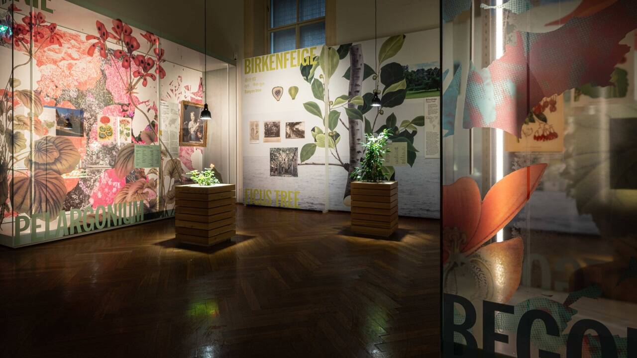 Ausstellungsansicht „Kolonialismus am Fensterbrett“ 