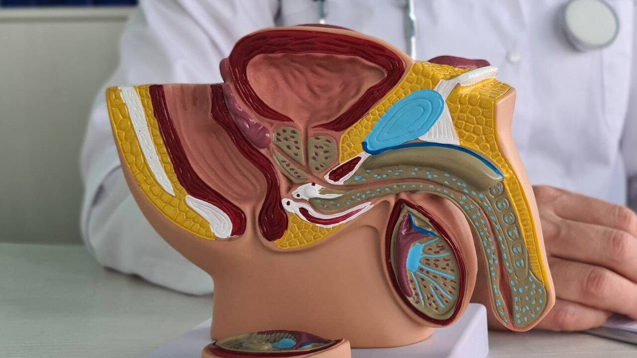 Die Prostata, auch Vorsteherdrüse genannt, ist die kleine walnussförmige Drüse, die unterhalb der großen Harnblase liegt (beim Modell ganz oben) und die Harnröhre umschließt. 