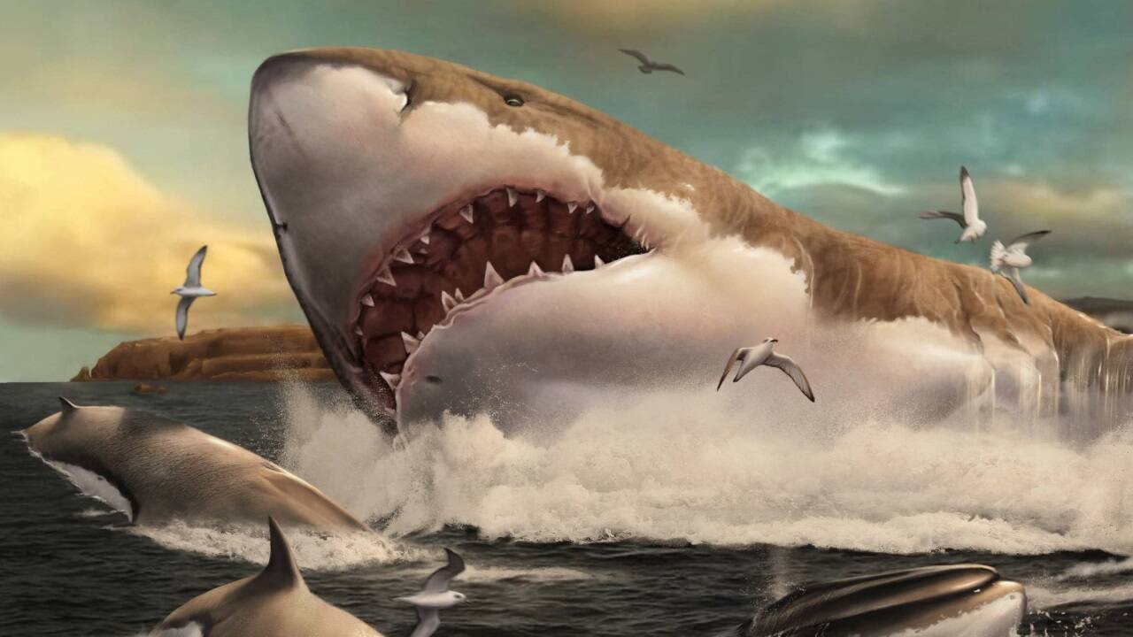 Die künstlerische Darstellung eines Megalodon, veröffentlicht im Jahr 2020 von Metazoa Studio (Archivbild).  
