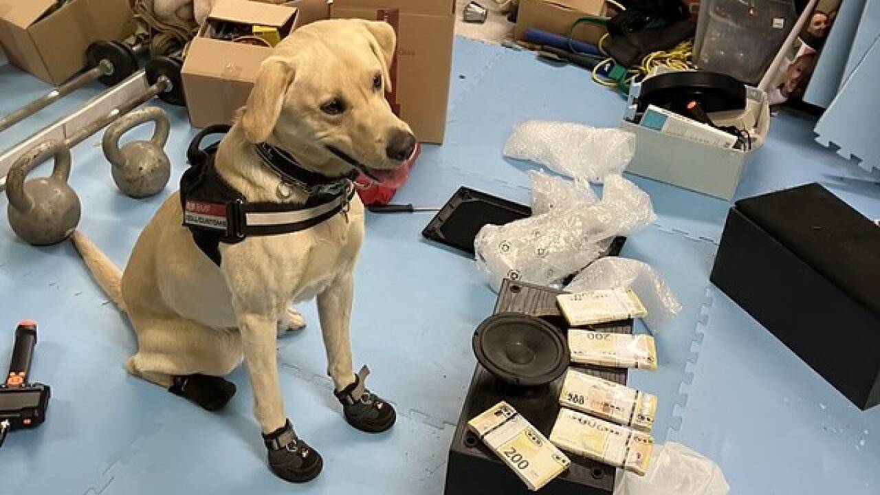 Im November führte die Finanzpolizei sieben Hausdurchsuchungen in Wien, Graz, Salzburg und Oberösterreich durch. Auch Bargeldspürhund Seven kam zum Einsatz. 