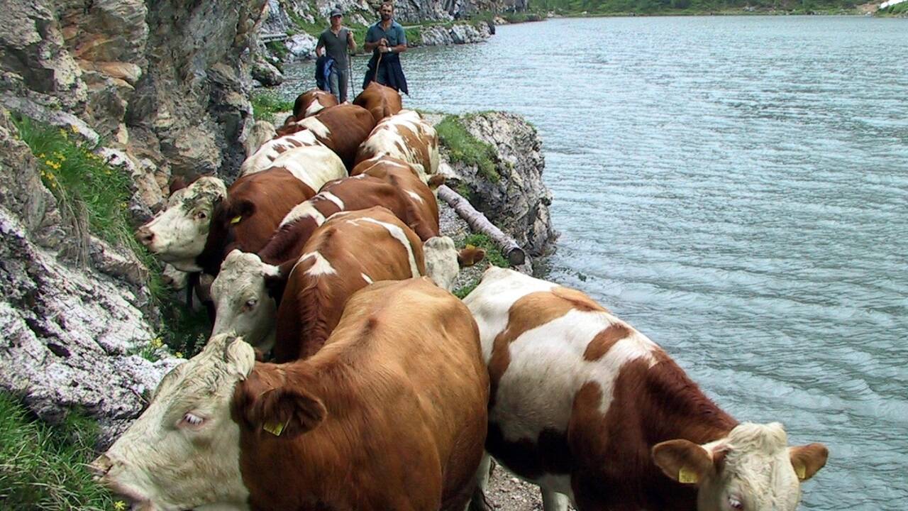 Auch am Tappenkar führen die Landwirte ihre Tiere auf die Alm. Auch am Tappenkar führen die Landwirte ihre Tiere auf die Alm.